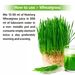 Nutriorg Wheatgrass Juice 500ml