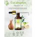 Nutriment Eucalyptus Essential Oil - 15ml